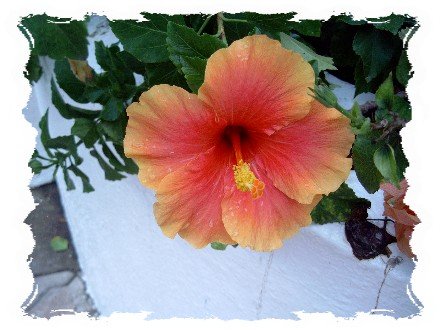 Flowers at the resort